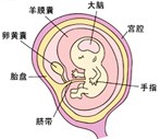 怀孕10周胎儿图