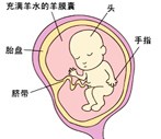怀孕13周胎儿图