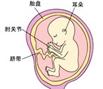 怀孕17周胎儿图