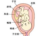 怀孕22周胎儿图