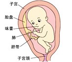 怀孕24周胎儿图