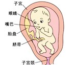 怀孕27周胎儿图