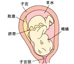怀孕30周胎儿图