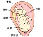 怀孕33周胎儿图
