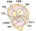 怀孕7周胎儿图